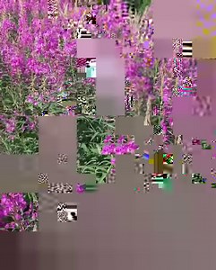 20K views · 2.9K reactions | Fireweed In Abundance In Tolsona. Video Taken By Todd Patten Of @cabinlife_alaska On Instagram. | The Alaska Frontier | Facebook