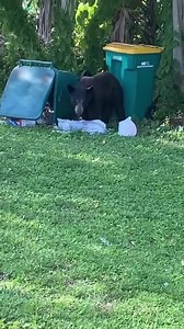 🐻 The bear sightings keep coming! This guy was spotted going through trash on Fleming Street in Naples Manor on Saturday night. 📸 El Gato Torres | Gage Goulding KPRC2