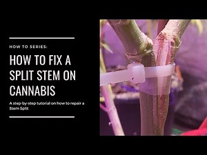 3 Ways To Fix Your Stem Split