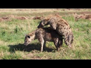 Spotted hyenas mating