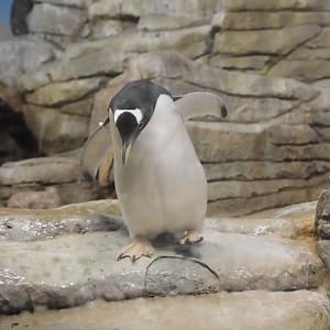 18K views · 1.2K reactions | Flurry: Should I go for a swim? Nope, not today | Milwaukee County Zoo | Facebook