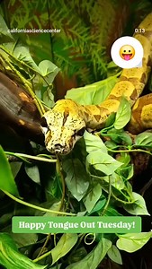 California Science Center on Reels