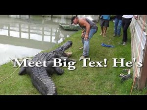 This Alligator Is the Largest Ever Caught Alive in Texas, Wildlife Refuge Says