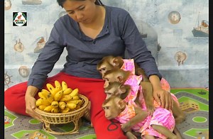 13K views · 1.1K reactions | Mom bought expensive banana for guy monkey Vola Voka Voya & Kevin wake up from nap | Monkey Kevin | Facebook