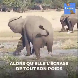 Le crocodile est énorme, mais l'éléphante est enragée. Pour elle, ce que le reptile a fait est aussi naturel qu'impardonnable… | Le Kiwi