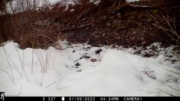 These two trail cam clips from last winter showcase a couple of the reasons why we're so dang enamored of long-tailed weasels. First (and most obviously) is their hunting prowess, highlighted in the first clip by the inert form of an unlucky red squirrel. For context, red squirrels and LTW's are in the same size/weight class, which qualifies the mighty mustelid as one bad mamma jamma. But what might be even more remarkable is the incomprehensible combination of grace, speed, and power that defin