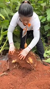 4.3K views | Nature Fresh Yacon Roots Harvesting from Farm by Rural Farmer _shorts | Sohag Drz | Facebook