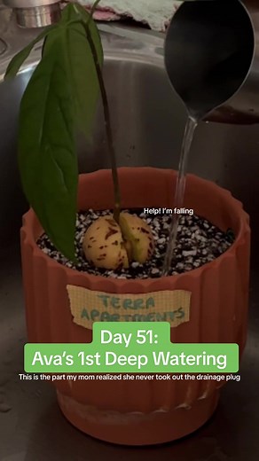 Ava’s First Deep Watering: Terra Apartment Pot Rescue