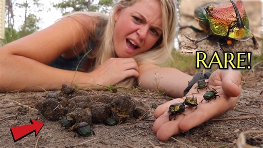 Finding America’s Rarest Dung Beetle in Nature