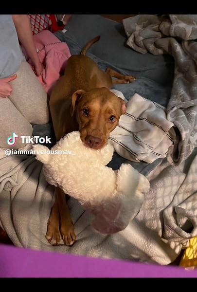 hiimmarvelousmav (@iammarvelousmav_)’s videos with you are friggin perfect - ✨Walter the Catt✨