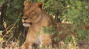 ❌❌In the wild, predators stalk their prey with silent determination #nbaplayoffs #GoLakers #EURO2024 #FIFAWorldCup2024 #Brentford #Arsenal #Gilas #MLB #Barcelona #Benfica #Madrid #Girona #Porto #ChampionsLeague #Barcelona #highlight #champion #europe | Allama Vlogs | Facebook