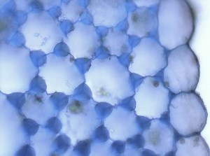 단순 영구 조직과 복합 영구 조직의 차이점 - 뉴스 2026