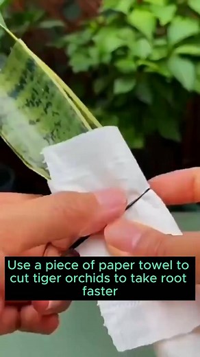 Simple snake plant extraction #urbangardening #gardeningproblems #gardeningfun #gardeninglove #gardeningistherapy | Annie Gardener