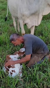 2.1K views · 14K reactions | Falei num boiadeiro de qualidade meus amigos #viraliza #trabalhando #agropecuaria | Wender Soares | Facebook