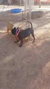 18 reactions | Missie loves to join in on a good wrestle match! This princess doesn’t mind getting a little dirty in the process, either.  We love how Missie has fun with everyone! In her kennel at the shelter, she is easy to walk by. That’s why we are asking you to message us if you want to #AdoptMissie so we can help introduce you! She is worth a meet. ❤️ #A4026390 | One Love Arizona | Facebook
