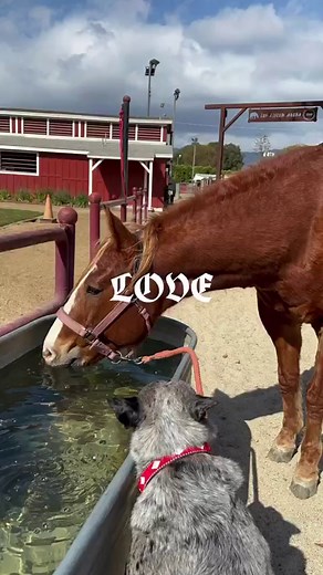 18 reactions | So much love  #nationalpetday | Challen Cates | Facebook