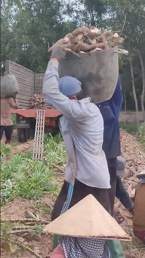 scoop cassava onto the tractor