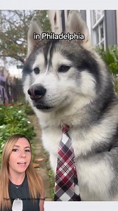 1M views · 81K reactions | Kobe the husky lives in Philadelphia, and...