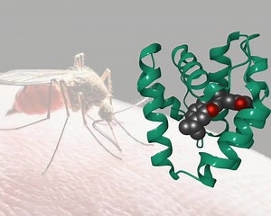 There are 299 new entries in the PDB this week, including this structure of an odorant binding protein from African malaria mosquito bound to Carvacrol (buff.ly/40qCgHS), a natural phenolic monoterpenoid repellent, which has the scent of oregano. View all new entries at buff.ly/2KQsivl | Protein Data Bank in Europe (PDBe) | Facebook