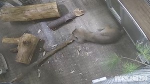 Pounce on the opportunity to learn about wildlife this Saturday at Conservation Days: Maryland Native Species & Farm! 🍃🐾 Connect with nature through hands-on activities and meet some of our native Maryland species like Josie the bobcat! | The Maryland Zoo in Baltimore