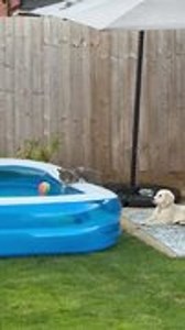 Golden retriever puppy waits for cat to enter inflatable pool first on hot morning