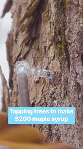 Here's how $200 maple syrup is made. 🍁 #maplesyrup #trees #sapporo | Business Insider Africa
