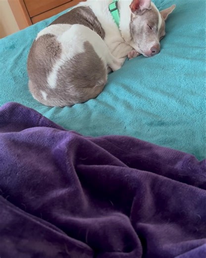 155 reactions · 20 comments | Sound up… Al is in his house snoring. Pixey is snoring under her blanket. And this is Murphy. Ruff life today in this house! #noritheiggy #noritheiggyslegacy #pixeytheiggy #murphytheiggy #deputypixey #sherrifmurphy #spicynugget #milehighiggies #altheiggy #alpeoples | Nori the Iggy | Facebook