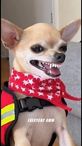 NATIONAL EMERGENCY TEST ALERT PRANK 🚨📱😂 #funnydog #dogcomedy #AI #LOLAnimalss #chihuahua #rottweiler | Everyday Aww