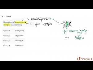 Dissolution of synaptonemal complex occurs during