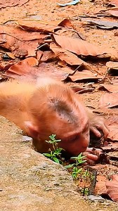 Looking baby monkey hungry milk | New Baby Monkey