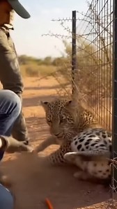 2.1K views · 15 reactions | Caught by a fence. Held by pain. A leopard trapped by barbed wire, muscles locked, nowhere to go—until rescuers carefully snap the strands and step back. One last pull. Then silence… and a powerful escape into the brush. Man-made barriers leave real scars in the wild. This is why every rescue matters. ⚠️ This video is created with AI for entertainment purposes. | Amazing Stories | Facebook