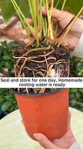 2.3K views · 37 reactions | Simple root stimulation method | Gardening Hacks | Facebook