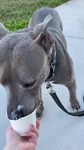 Adoptable Drake checking in from foster care! | Polk County Bully Project