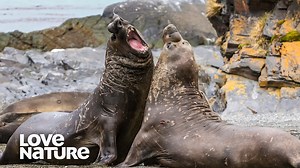 8.9K views · 151 reactions | It's all fair in love and war for the elephant seals on the beach ⚔️ They fight real dirty, slapping, scratching, biting...all to gain control of up to a 50-female harem! #elephantseals #animal #lovenature | Love Nature | Facebook