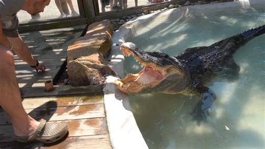 4.2K views · 115 reactions | Blake's Exotic Animal Ranch on Reels | Facebook