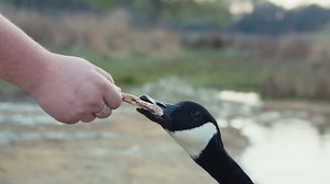 Feeding Geese Bread: стоковое видео (без лицензионных платежей), 1010610362 | Shutterstock