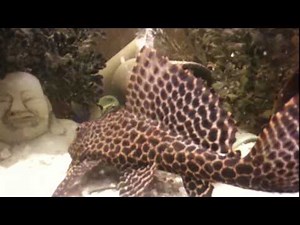 Gibbiceps Pleco in a 75 Gallon with a Frontosa and a Tropheus Moorii