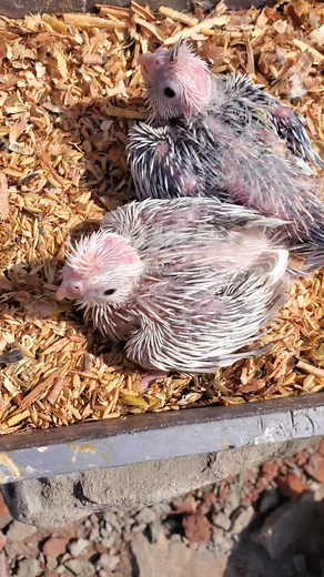 Beautiful cocktail tame size baby. #birds #pets #bdbirds #birdskinghimu | Birds King Himu