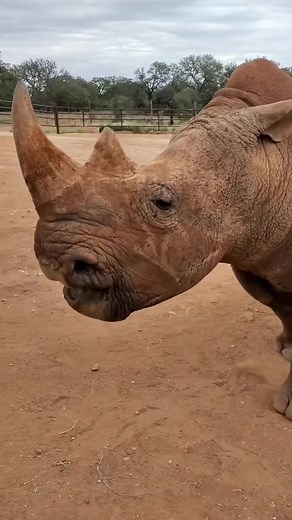 Animals Transformation Compilation: Wild to Pet Moments