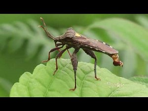 Coreidae family bug with a yellow heart on his back.