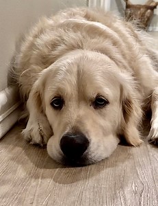 Official Goodnights 🤓 From Dis Beach Bubba | Along Came Polly, Rosie and Bubba