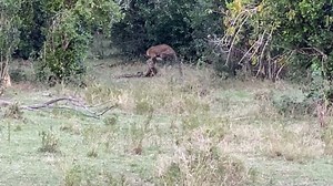 Riesen-Schlange schnappt nach Leopard: Dann entbrennt ein spektakulärer Kampf
