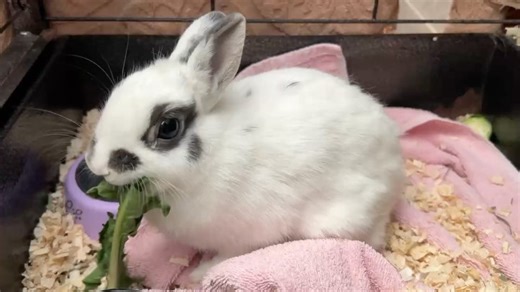 1.6K views · 16 reactions | Rabbit Rescue Incorporated on Reels | Facebook