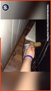 Meet Cheeto, the handy cat that enjoys tinkering with electronics! | storyful