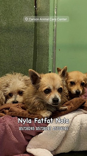 17K views · 1.3K reactions | All Safe separately  THREE CAME IN...