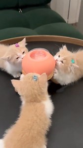 Drink Milk 🥛🥛🥛 #cat #dog #pet #milk #drinkmilk | Cute Animals