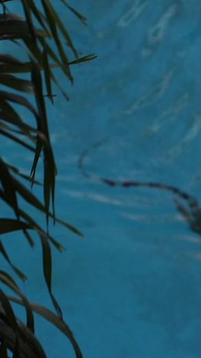 31K views · 145 reactions | Have you seen an iguana go for a swim? ️年 #keywestlife #keywestvacation #hotsummerday #hotday #iguana #swimtime #naturereels #funnyanimals | Key West Virtual Tours | Facebook