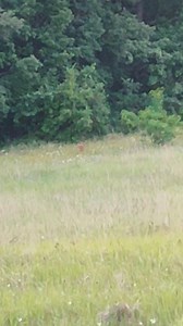 4K views | Lovac Srdjan on Reels | Facebook