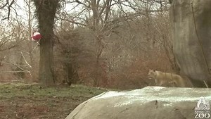 Kansas City Zoo & Aquarium on Reels