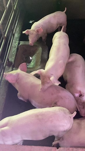4.2K views · 121 reactions | Elite startex stage | Kathner Swine Genetics | Facebook